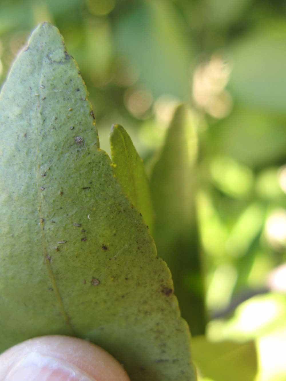              Margin (Winter Haven, FL)       